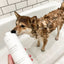 Le Pet Wash