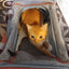 Mr. Peanut's Gold Series Standard Size Airline Compliant Pet Carrier