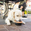 Sippin' Pretty Collapsible Water Bowl
