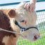 Derby Originals Rolled Leather Cattle Show Halter – Adjustable Fit with 48" Lead and 14" Chain, Small/Medium/Large – 1-Year Warranty