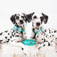 Dog Leash - Wag your Teal