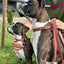 Celtic Sport Leather Dog Leash