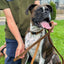 Celtic Sport Leather Dog Leash