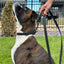 Celtic Sport Leather Dog Leash