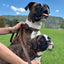 Celtic Sport Leather Dog Leash