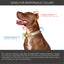 Martingale Dog Collar – Rose + Grape