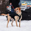 Waterproof North Country Dog Coat with LED Safety Light
