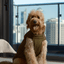 Reversible Dog Vest Jacket - Green Brown