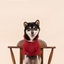Tribeca adjustable velcro raincoat -  Burgundy