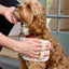Paw Prints Pet Hair Remover