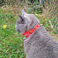 CoyoteCollar