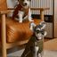 Reversible Dog Vest Jacket - Green Brown