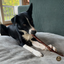 10-12 Inch Champion Chew