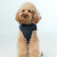 Reversible Dog Vest Jacket - Blue