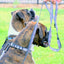 Outdoor Style Nylon Dog Leash