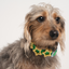 Waterproof Dog Collar