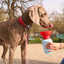 20oz Flip Travel Dog Water Bottle