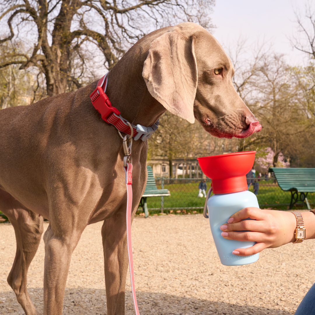 20oz Flip Travel Dog Water Bottle