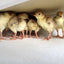 Sweeter Heater Coop & Brooder Heater (4 sizes)