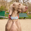 Waterproof Dog Collar