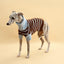 Bluebell Stripes Sweater