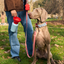 20oz Flip Travel Dog Water Bottle