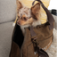 The Daily Carrier—Packable Luxury for Life on the Go