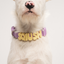 Waterproof Dog Collar