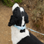 Waterproof Dog Collar