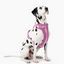 Harness