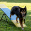 Better Sporting Dogs Practice See Saw – Fully Assembled Practice Teeter for Dog Agility Training