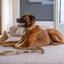 Tilley + Me Hemp Cotton Dog Leash - Durable, Sustainable, Adjustable, Lightweight & Soft- Joshua Tree
