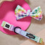 Rainbowtooth Collar & Bowtie