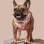Sprinkle Me Pink Reversible Harness