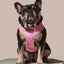 Sprinkle Me Pink Reversible Harness