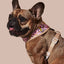 Sprinkle Me Pink Reversible Harness