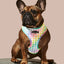 Rainbowtooth Reversible Harness