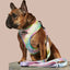 Rainbowtooth Reversible Harness