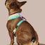 Rainbowtooth Reversible Harness