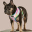 Rainbowtooth Reversible Harness