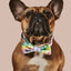 Rainbowtooth Collar & Bowtie
