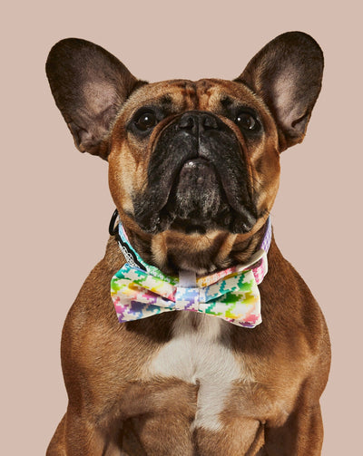 Rainbowtooth Collar & Bowtie