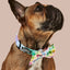 Rainbowtooth Collar & Bowtie