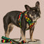 Bless Up Reversible Harness