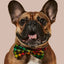 Bless Up Dog Collar & Bowtie