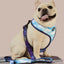 Zodiac Drip Dog Leash