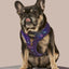 Zodiac Drip Reversible Harness