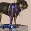 Zodiac Drip Reversible Harness