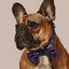 Zodiac Drip Dog Collar & Bowtie