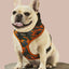 Camo QT Orange Hoodie Harness